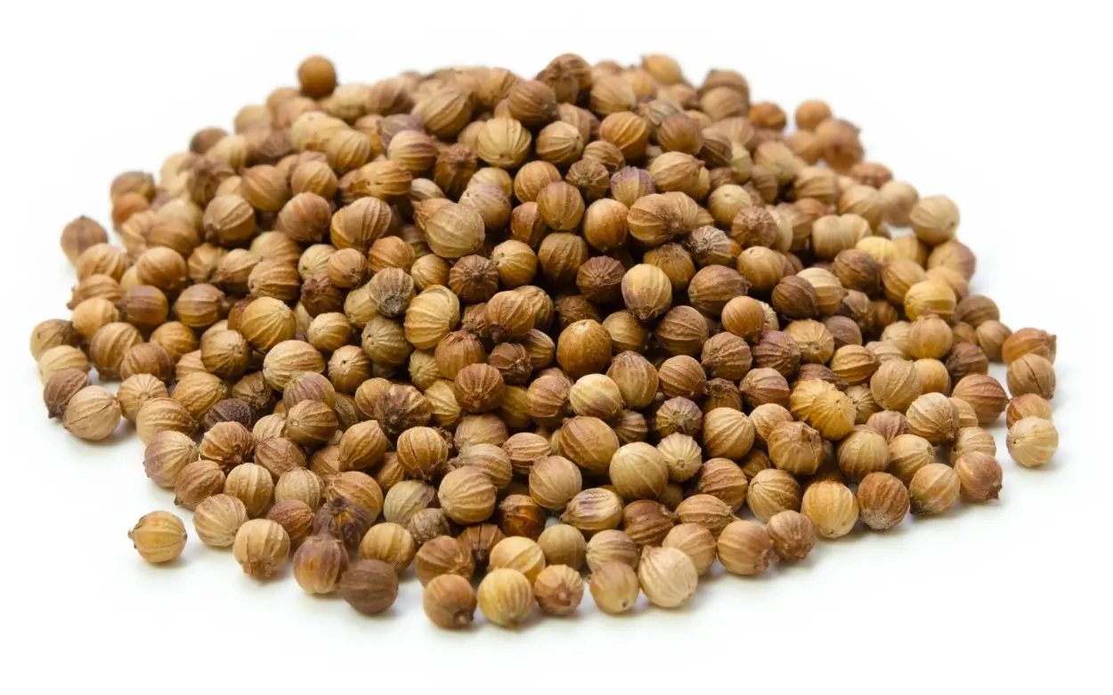 coriander