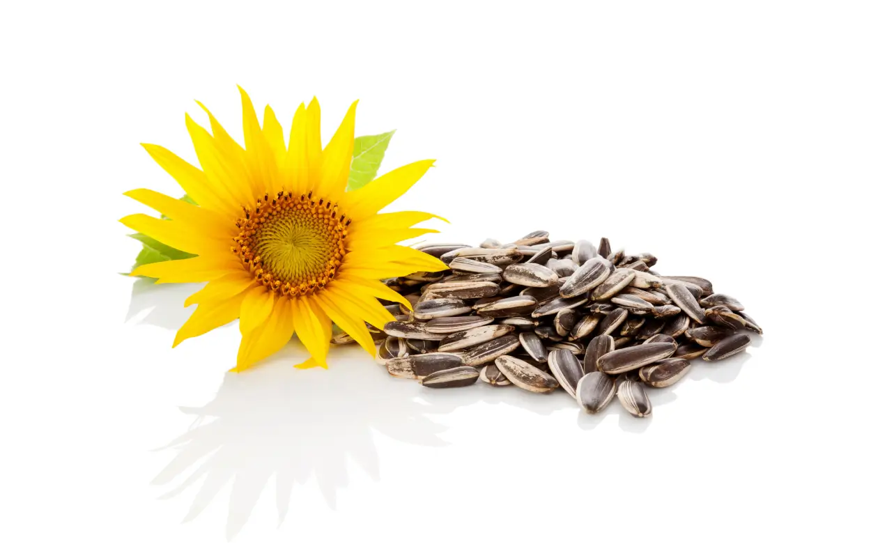 sunflower-seeds