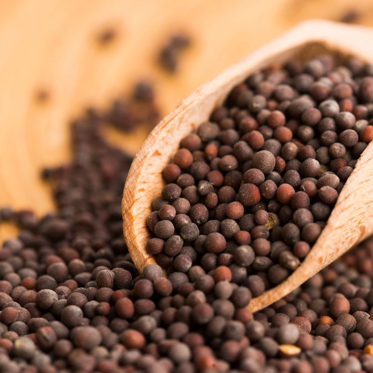 Mustard seed
